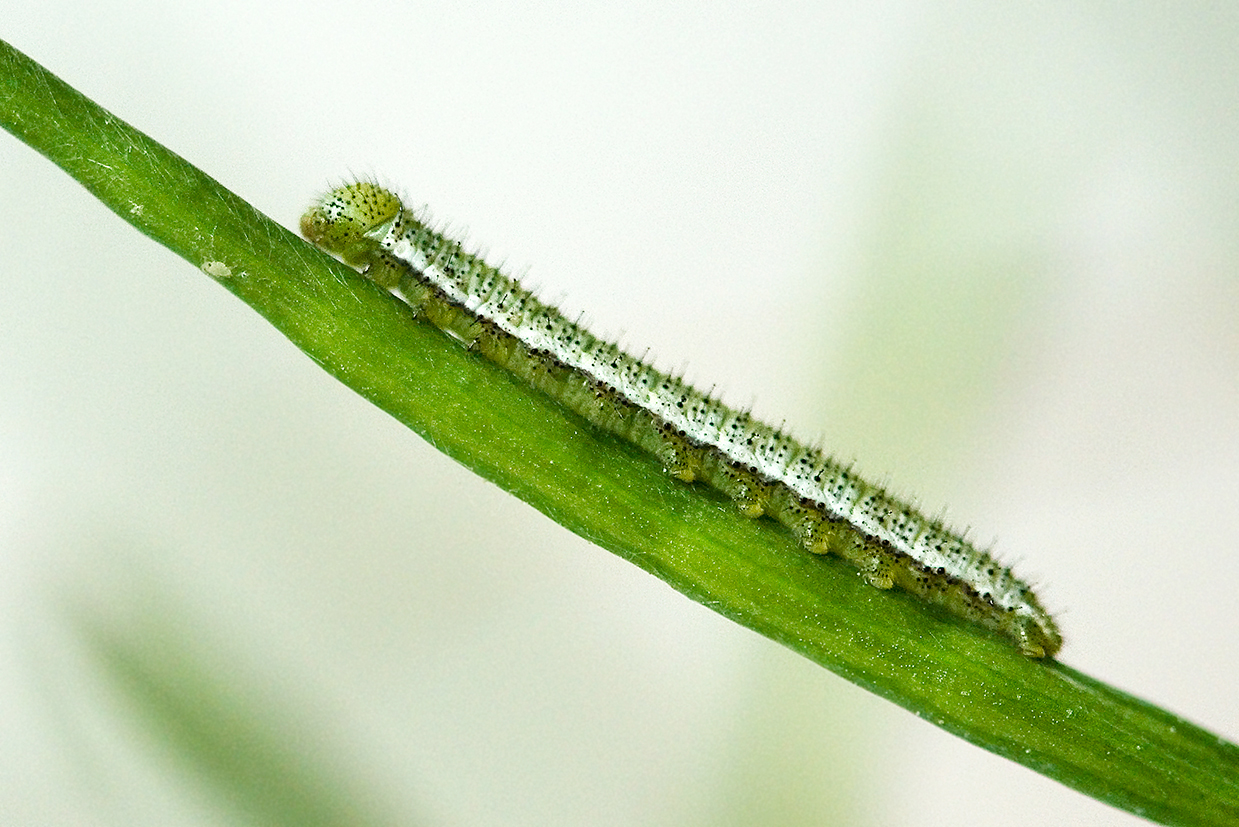 orange tip caterpillar 1st instar (1)