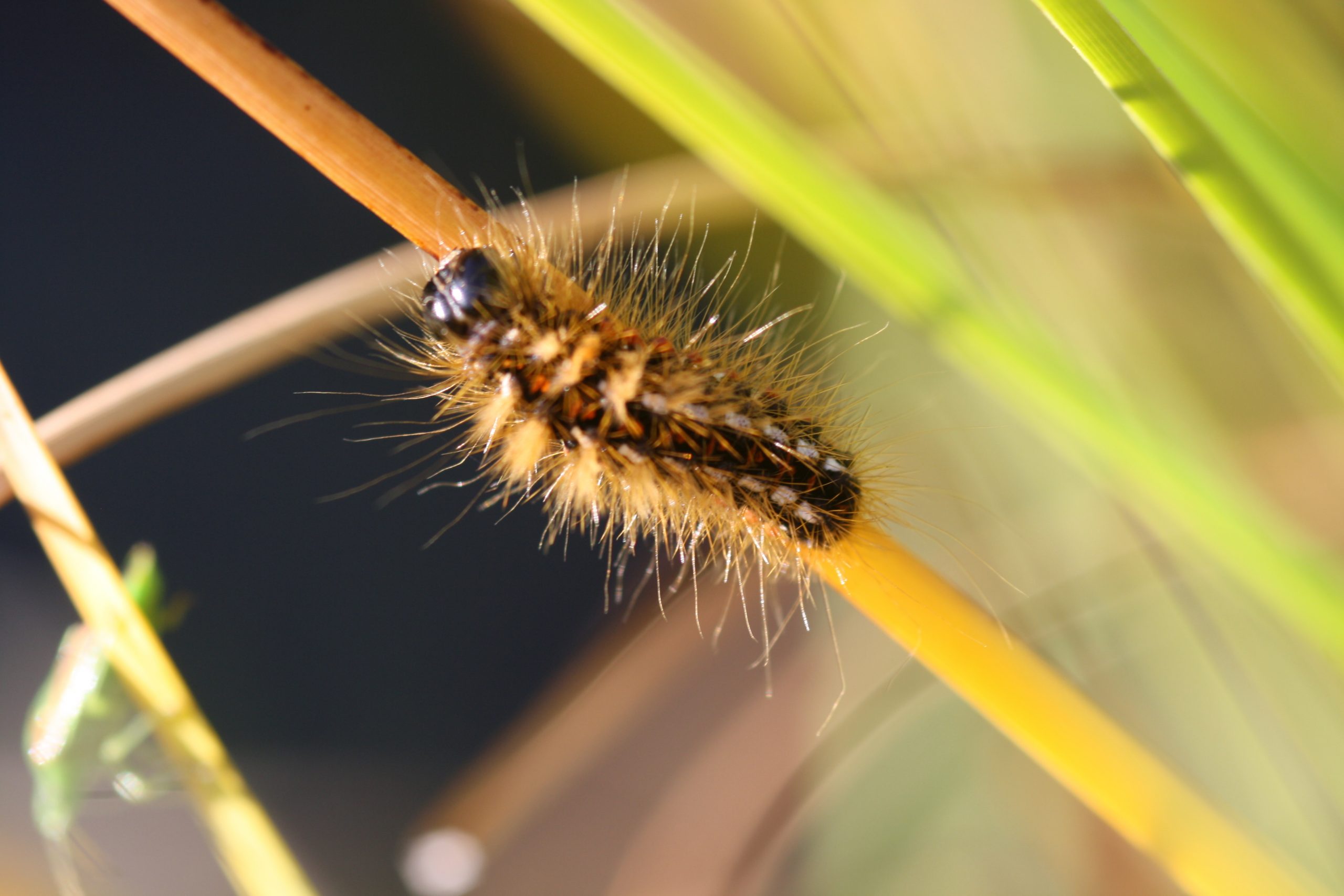Brown tailed moth caterpillar, Euproctis chrysorrhorrhoea