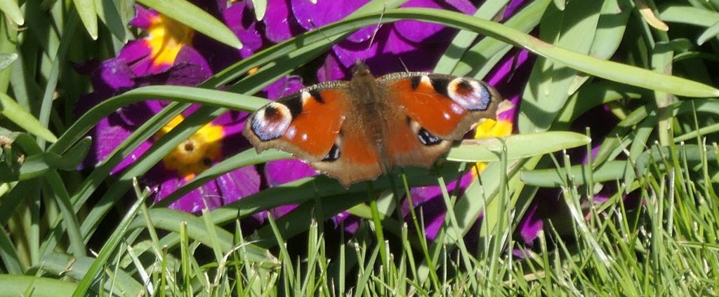 Peacock in garden