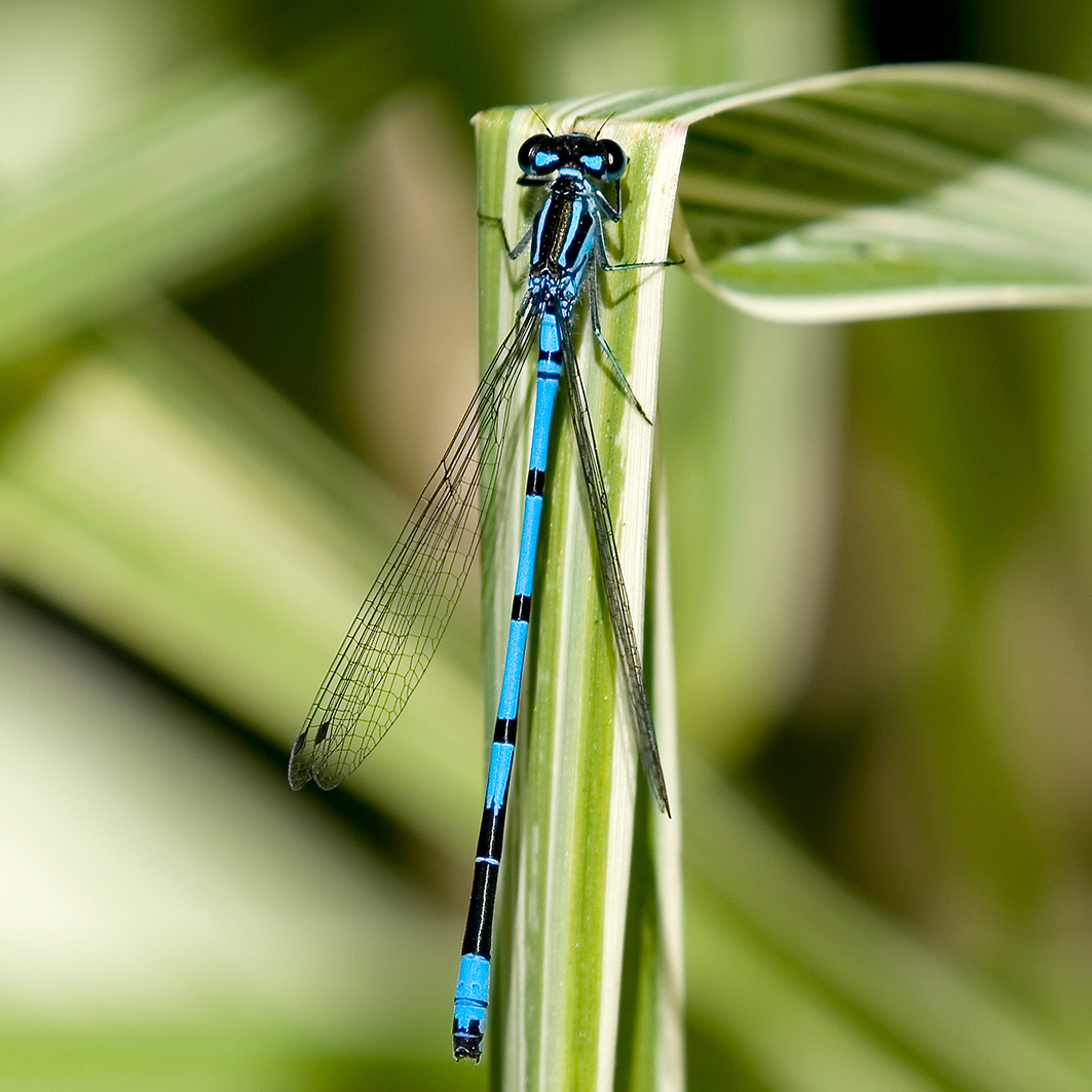 Azure Damselfly Highstone Farm