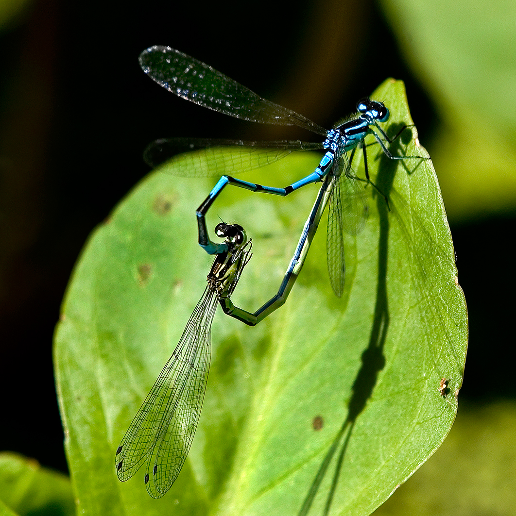 Azure Damselfly mating pair Highstone Farm