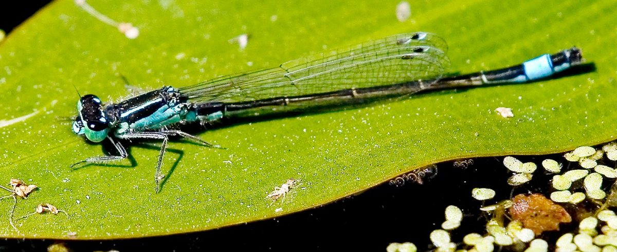 Damsels and dragons at Highstone Farm