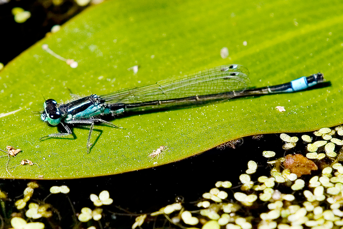 Blue-tailed Damselfly Highstone Farm