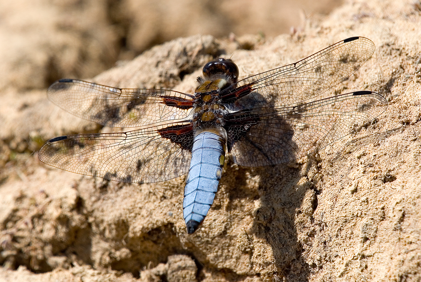 Broad-bodied Chaser Highstone Farm (2)