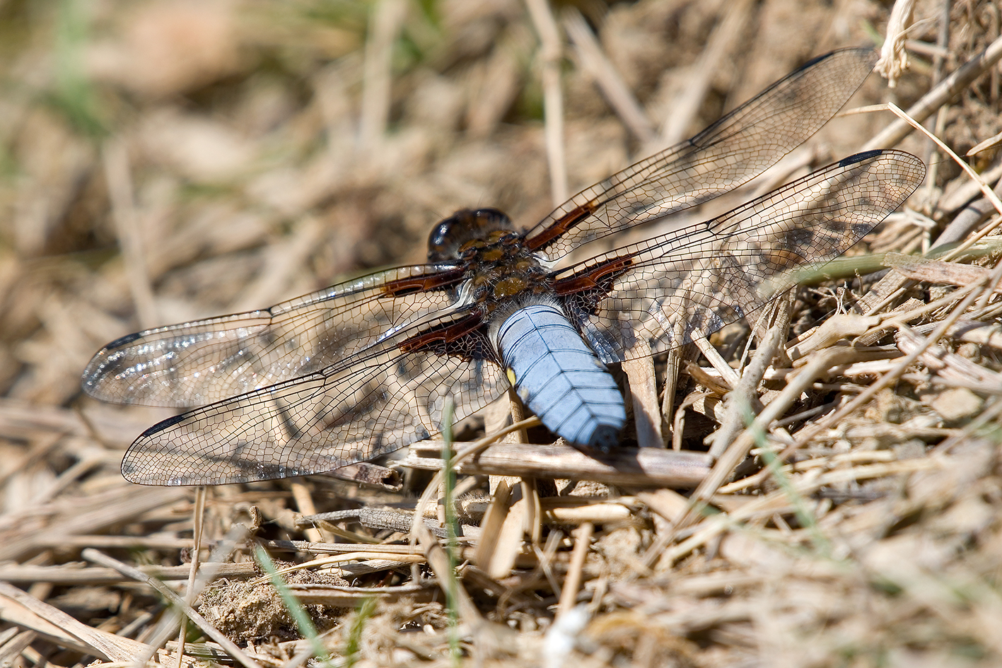 Broad-bodied Chaser Highstone Farm (3)
