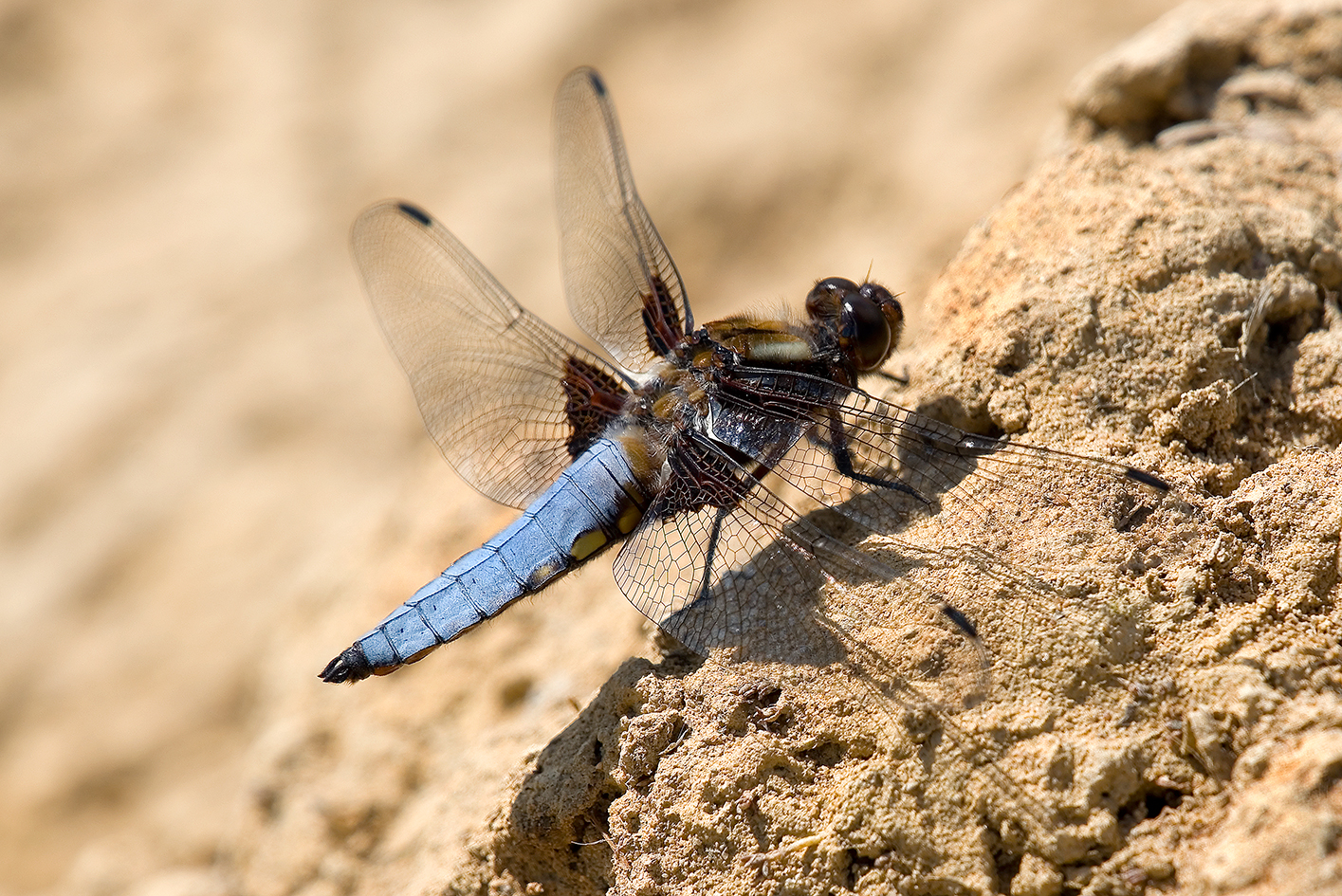 Broad-bodied Chaser Highstone Farm