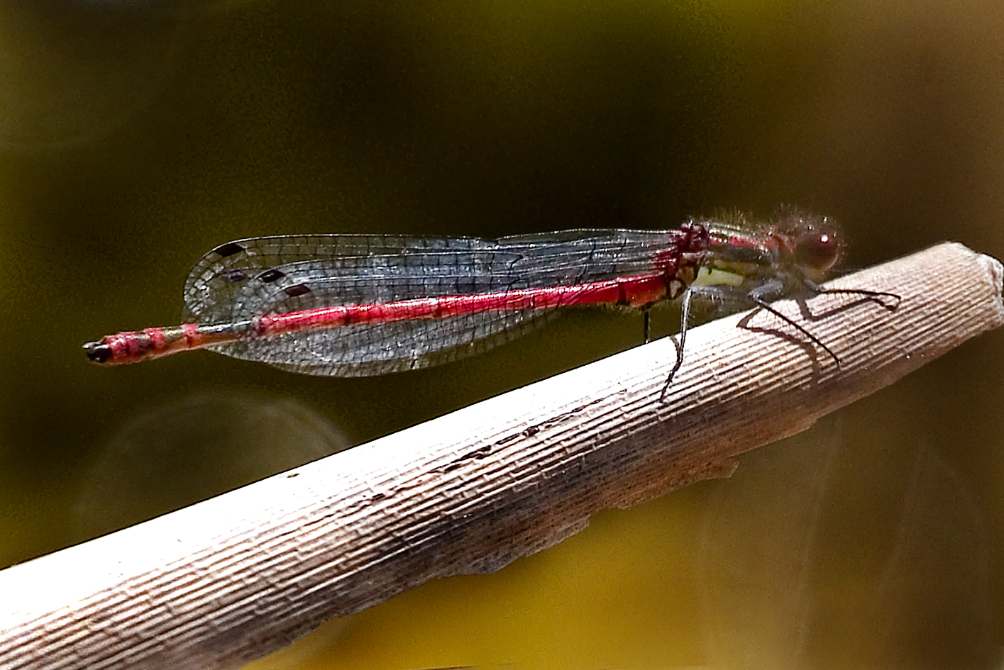 Large Red Damselfly Highstone Farm 2020