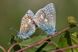 Common Blue pair mating on bramble