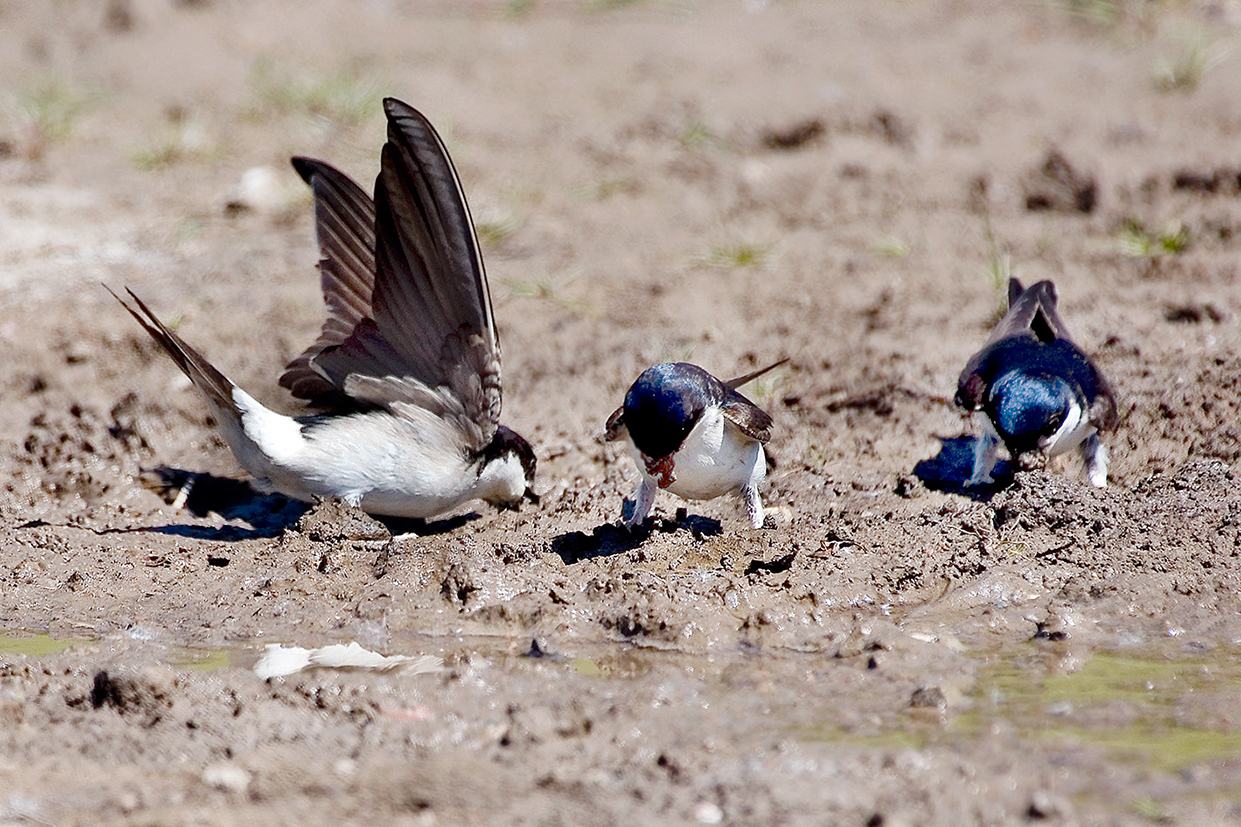 house martin collecting mud 25-may-2020 (1)