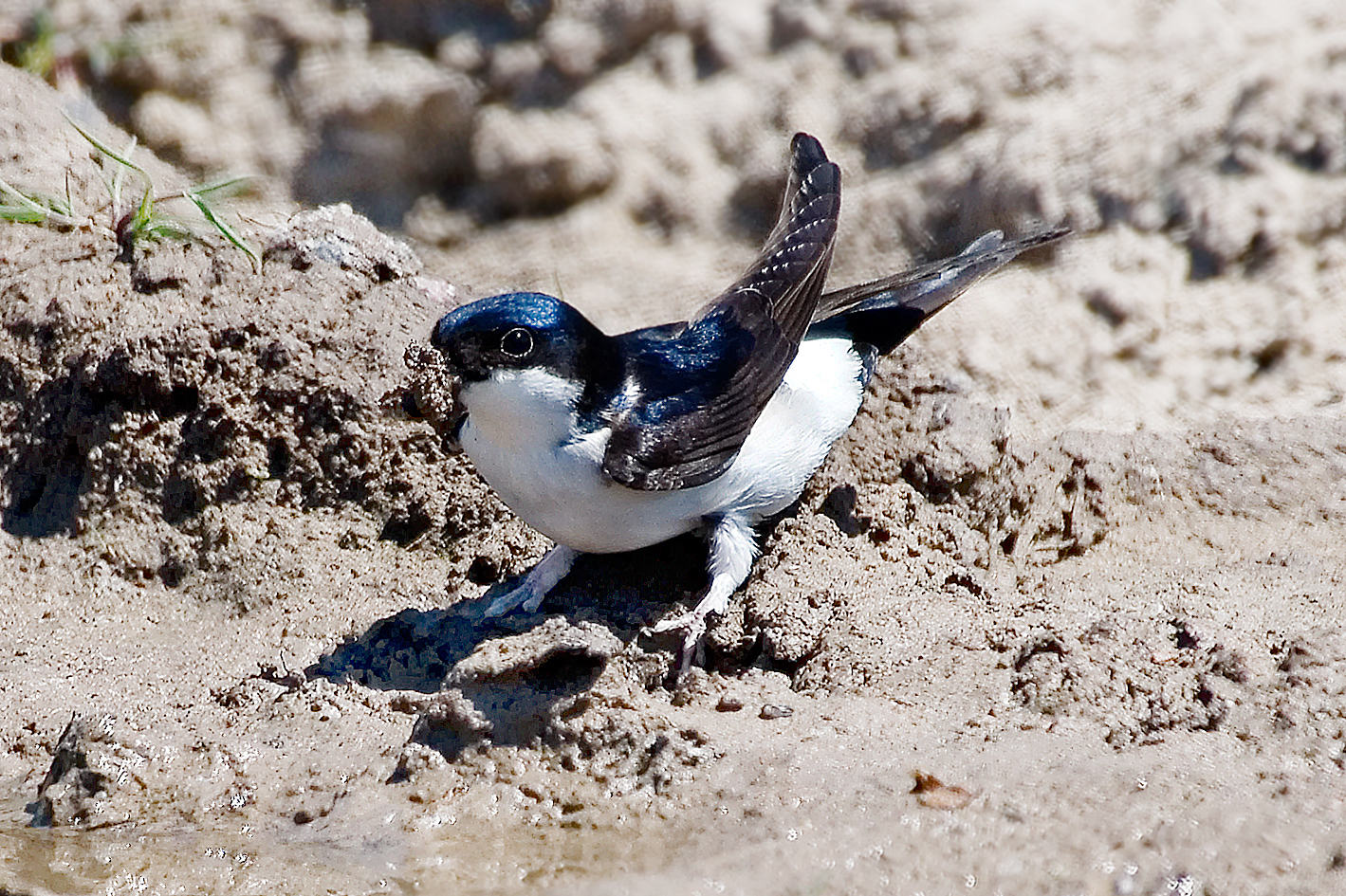 house martin collecting mud 25-may-2020 (2)