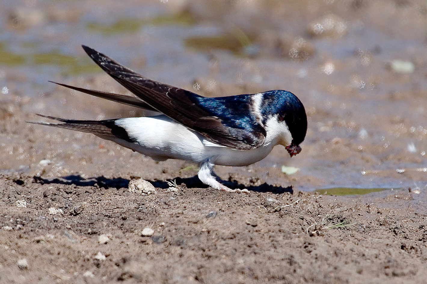 house martin collecting mud 25-may-2020 (3)