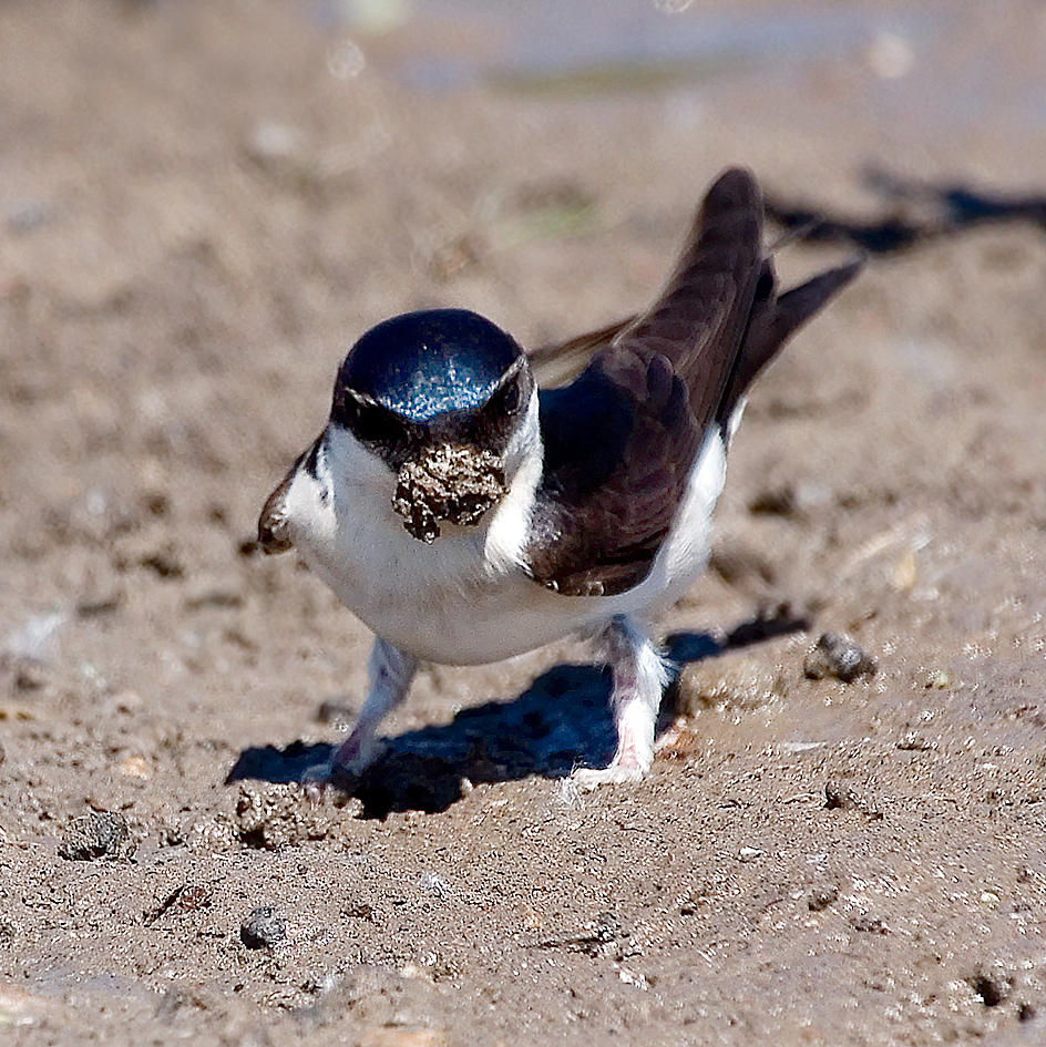 house martin collecting mud 25-may-2020 (4)