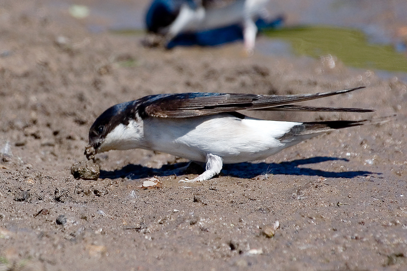 house martin collecting mud 25-may-2020 (5)