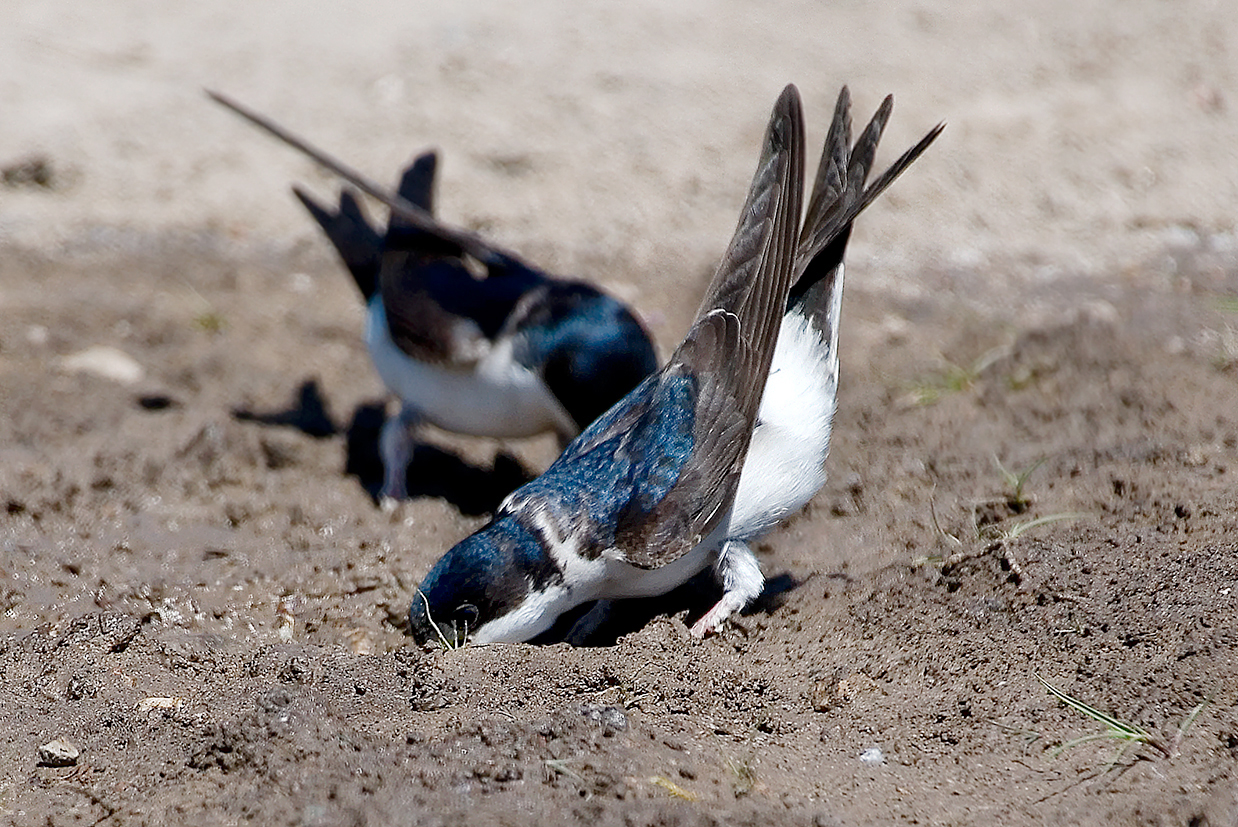 house martin collecting mud 25-may-2020 (6)