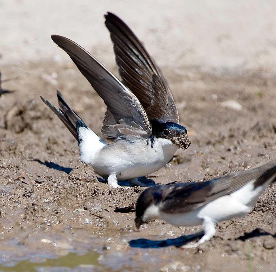 house martin collecting mud 25-may-2020 (7)