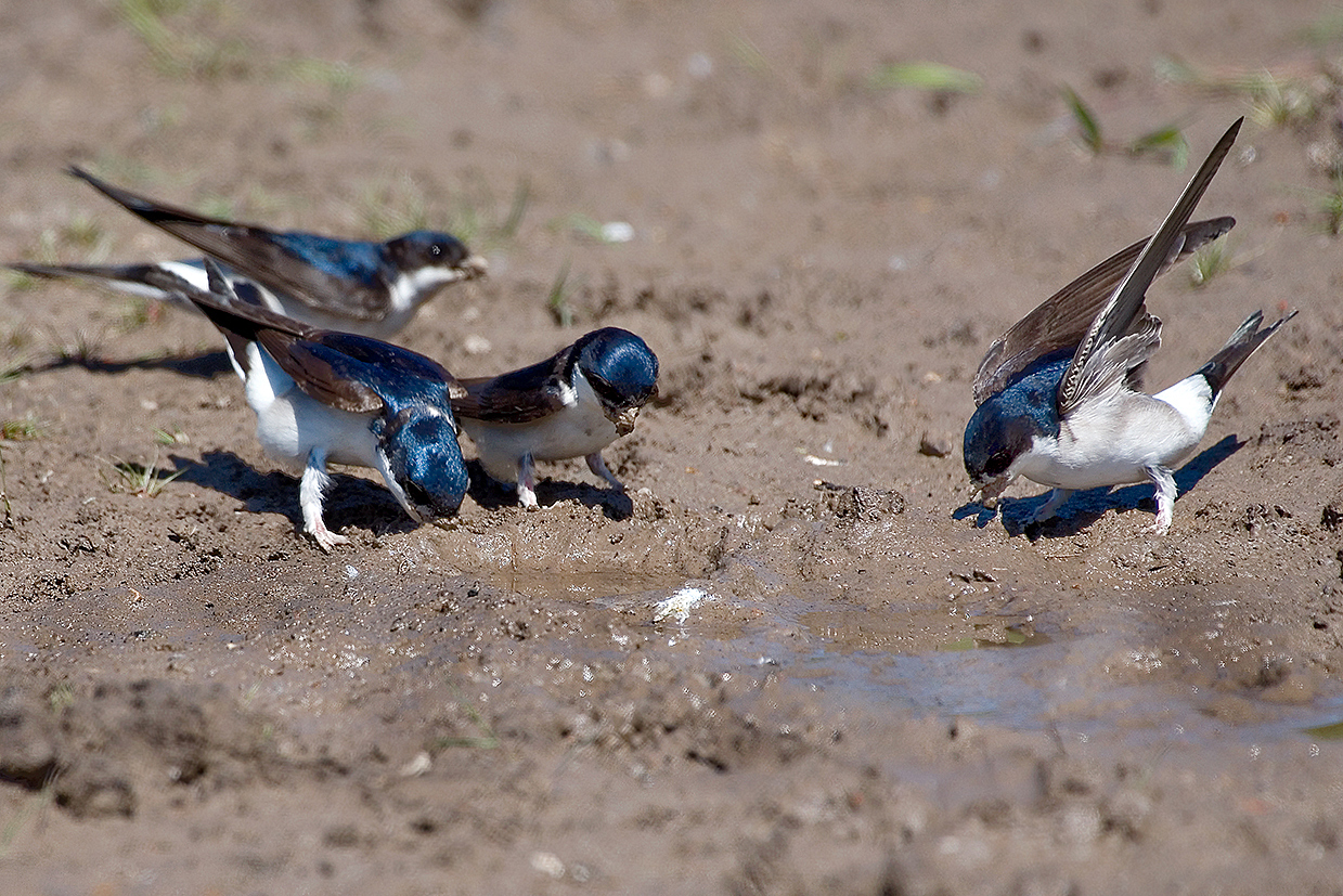 house martin collecting mud 25-may-2020 (8)