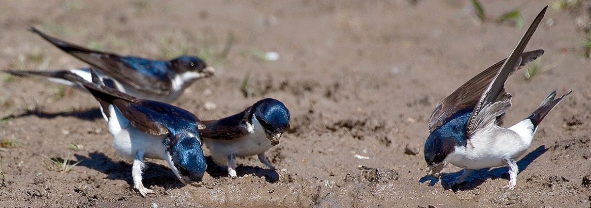 House martins in action