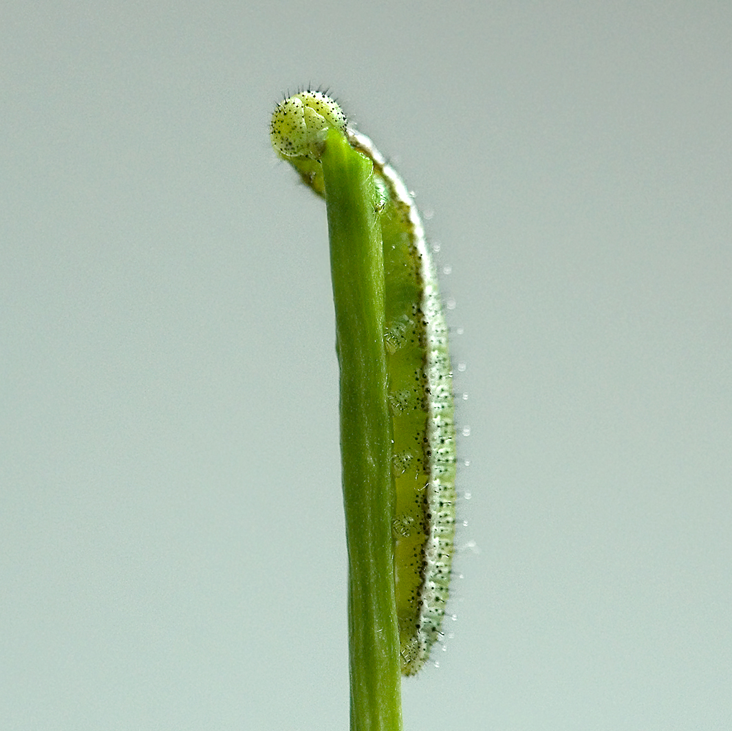 orange tip caterpillar 1st instar (2)