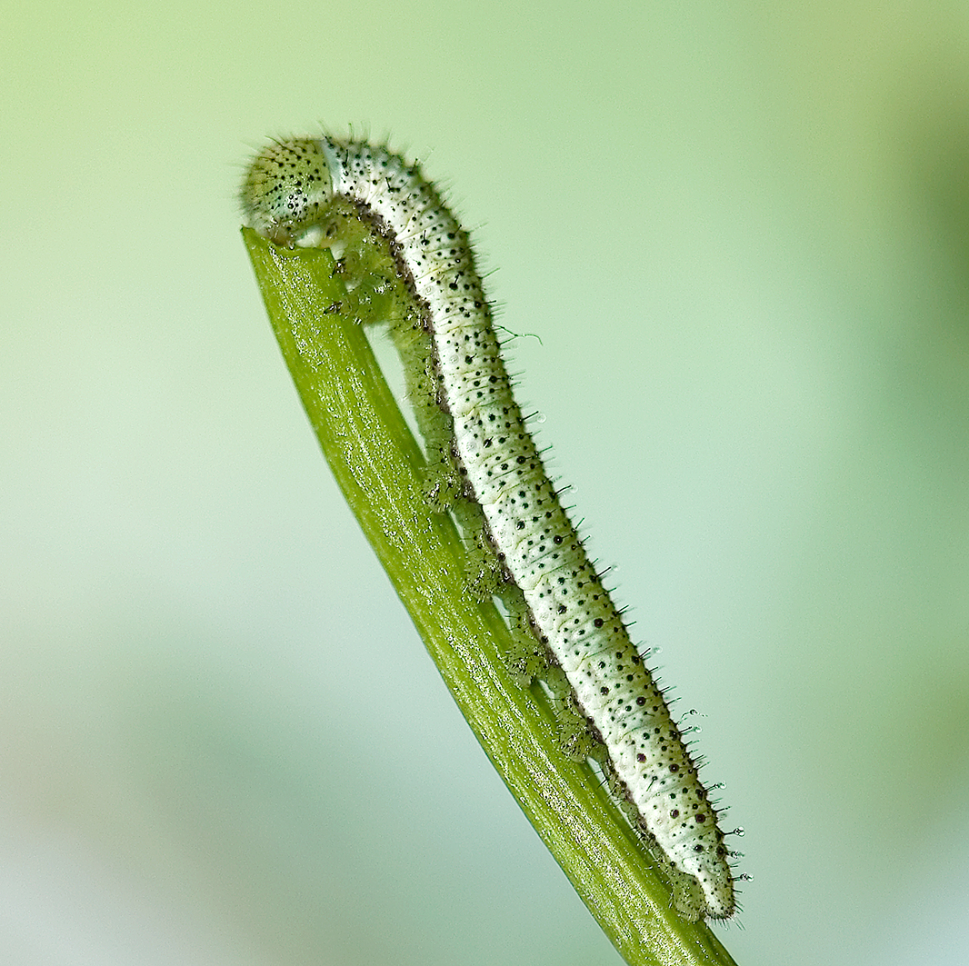 orange tip caterpillar 1st instar (3)