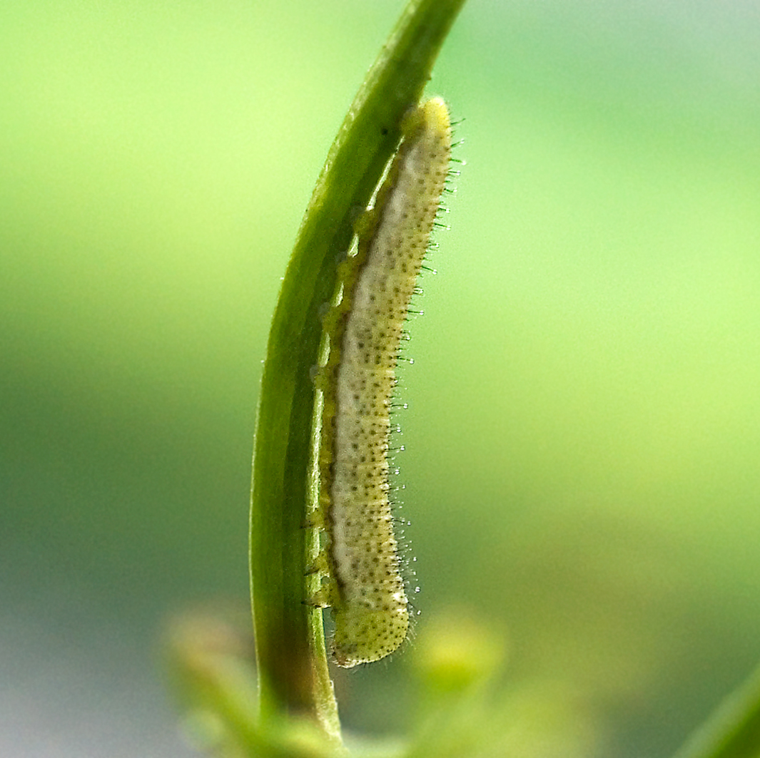 orange tip caterpillar 1st instar (5)