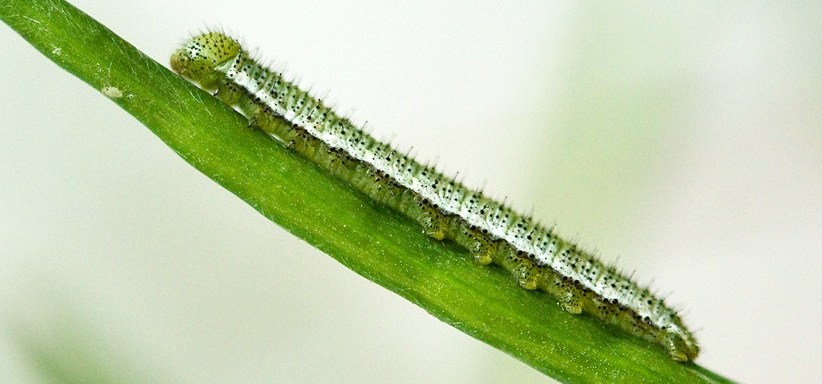 Rearing Orange Tip butterflies