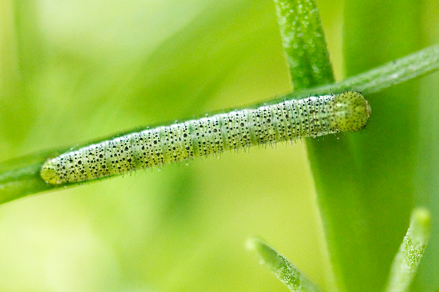 orange tip caterpillar 2nd-instar (1)