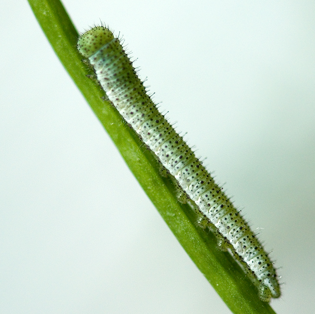 orange tip caterpillar 2nd-instar (2)