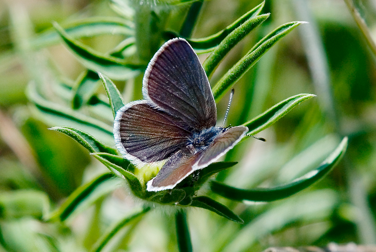 small blue 25-may-2020 (2)