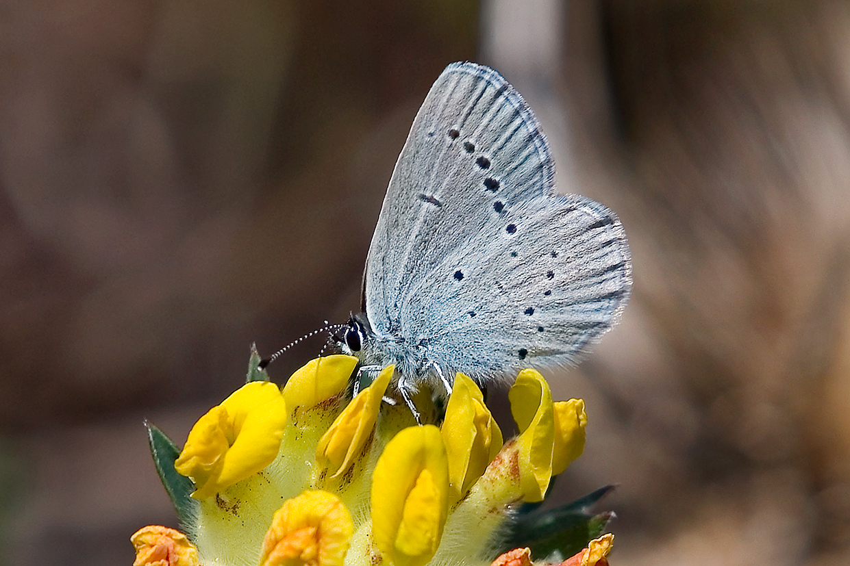 small blue 25-may-2020 (4)