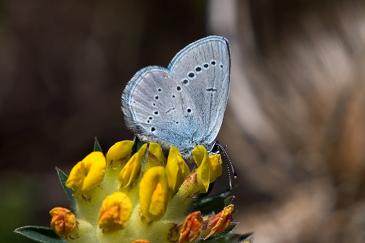 small blue 25-may-2020 (5)