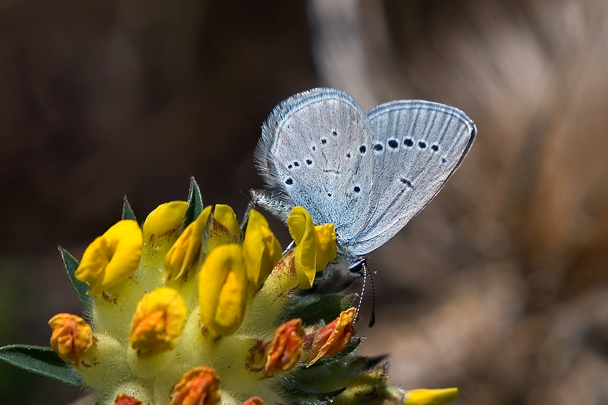 small blue 25-may-2020 (6)