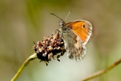 Small Heath butterfly