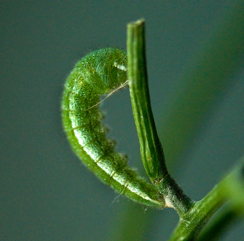 Orange Tip 5th instar caterpillar in pupating position