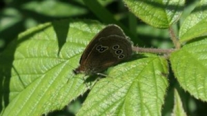 Ringlet butterfly