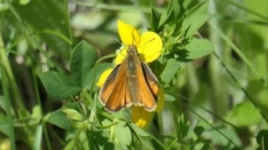 Skipper butterfly