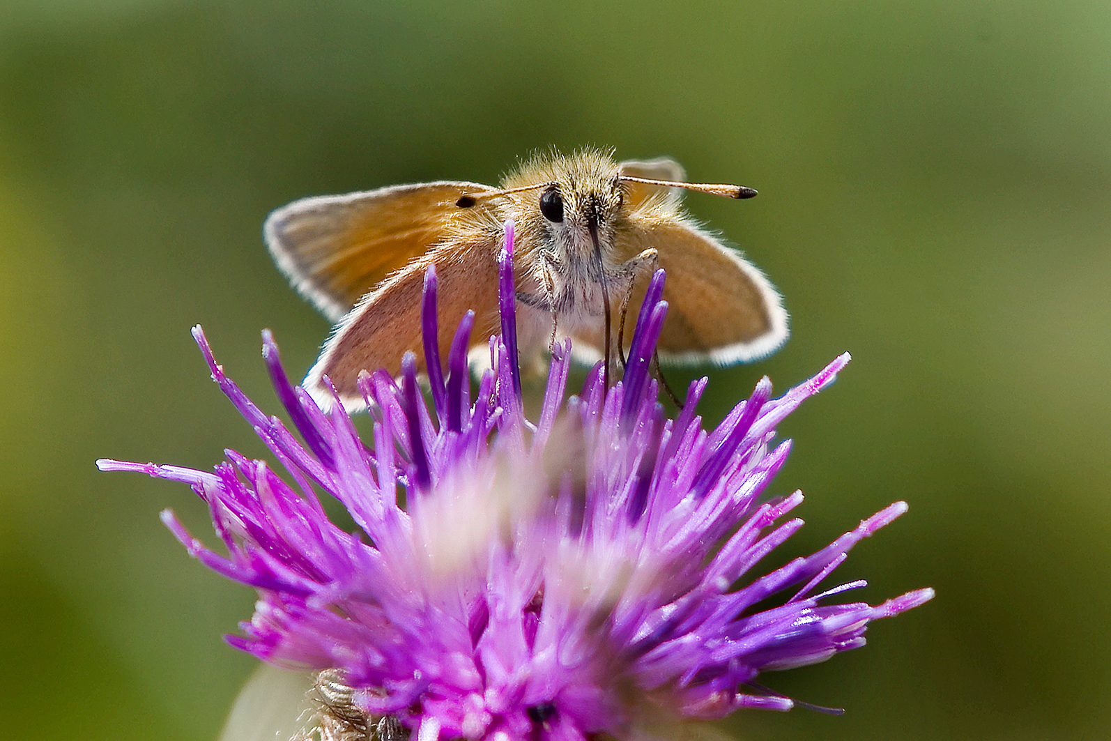 essex-skipper DSC_9928-web-19-july-2020