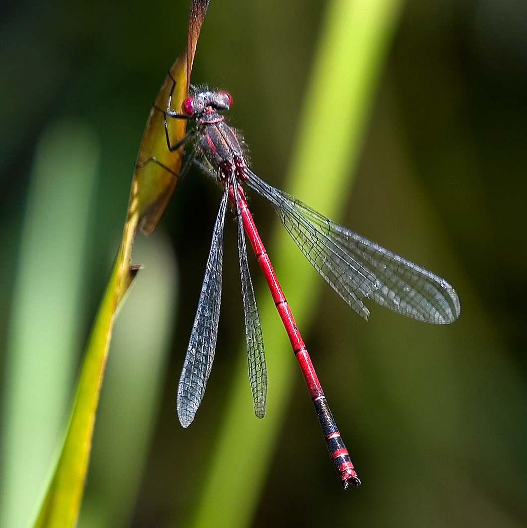 large-red-damselfly1-square-springvale-community-garden-DSC_9688-web-25-june-2020