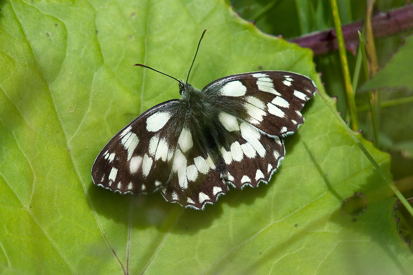 marbled-white1-DSC_9831-small-web-10-july-2020