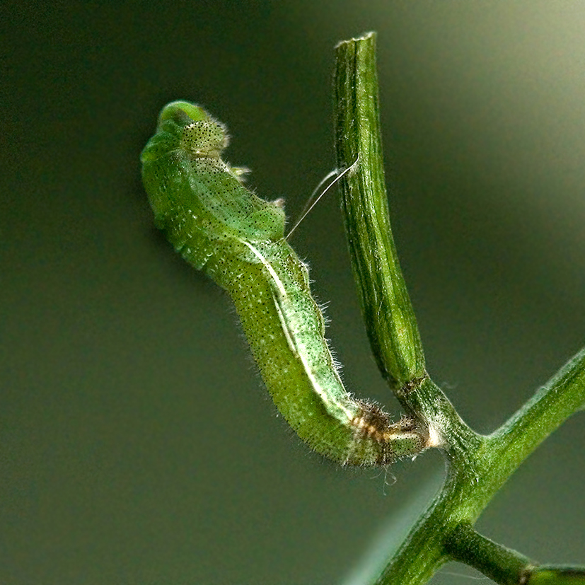 orange tip chrysalis formation first step 13-june-2020