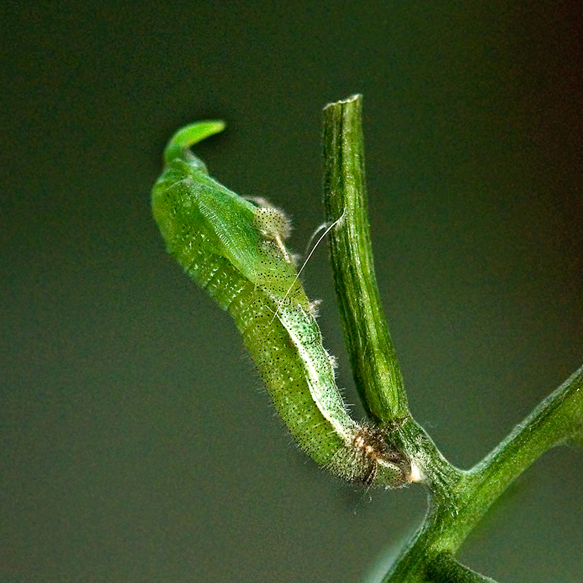 orange tip chrysalis second step 9.07am 13-june-2020