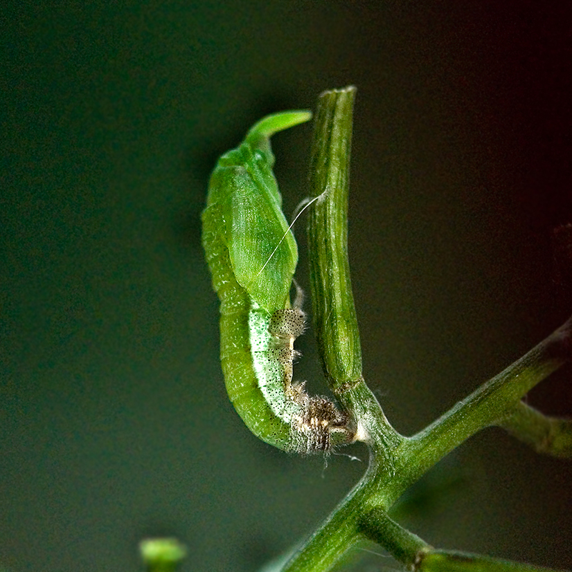 orange tip chrysalis 3rd step 9.08am 13-june-2020