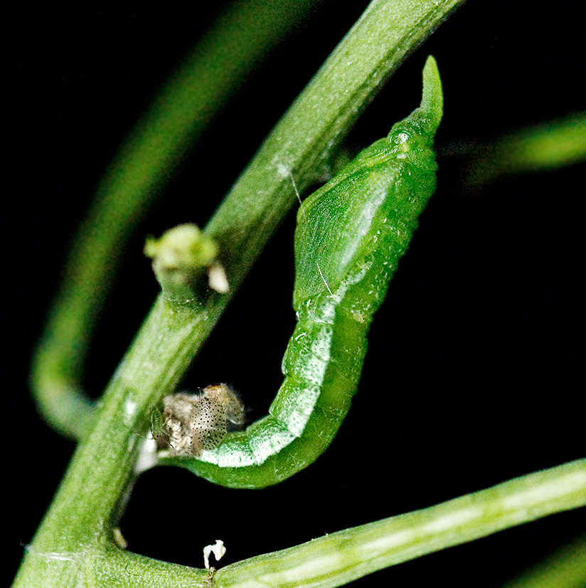 orange tip chrysalis 4th step 4 13-june-2020