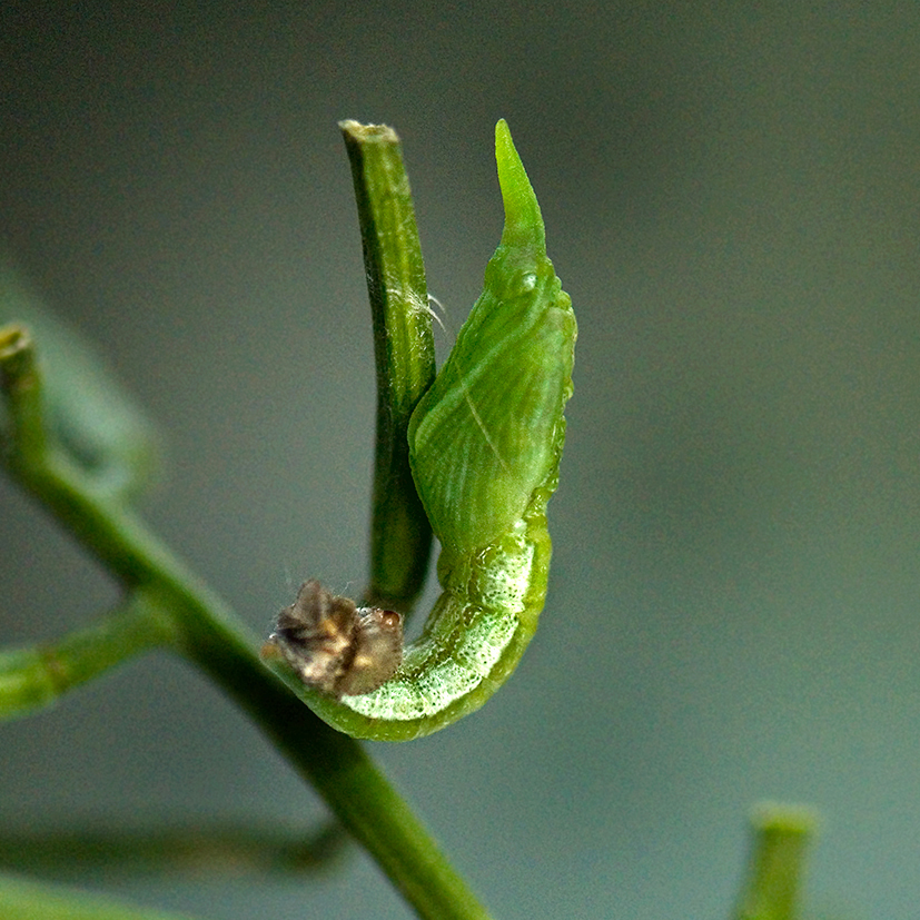 orange tip chrysalis formation 5 9.13am 13-june-2020