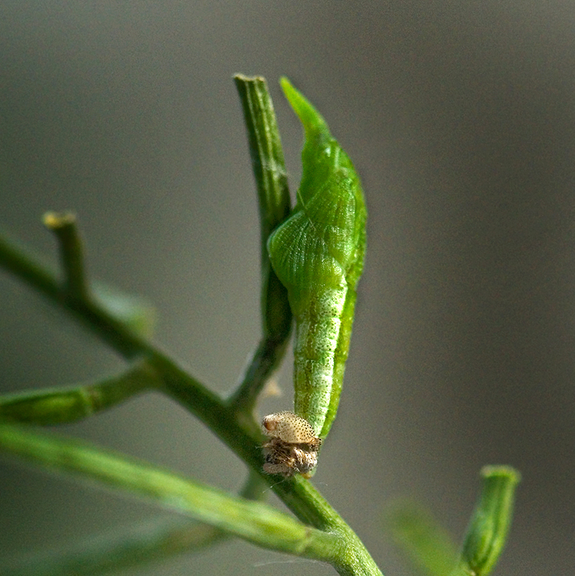 orange tip chrysalis formation 6 9.21am 13-june-2020