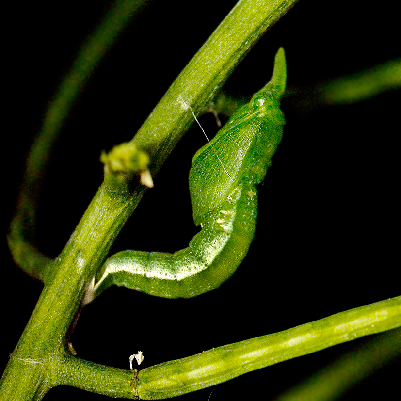 orange tip chrysalis formation 7 9.36pm 13-june-2020