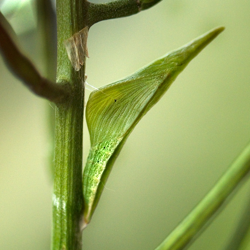 orange tip chrysalis initially green 13-june-2020