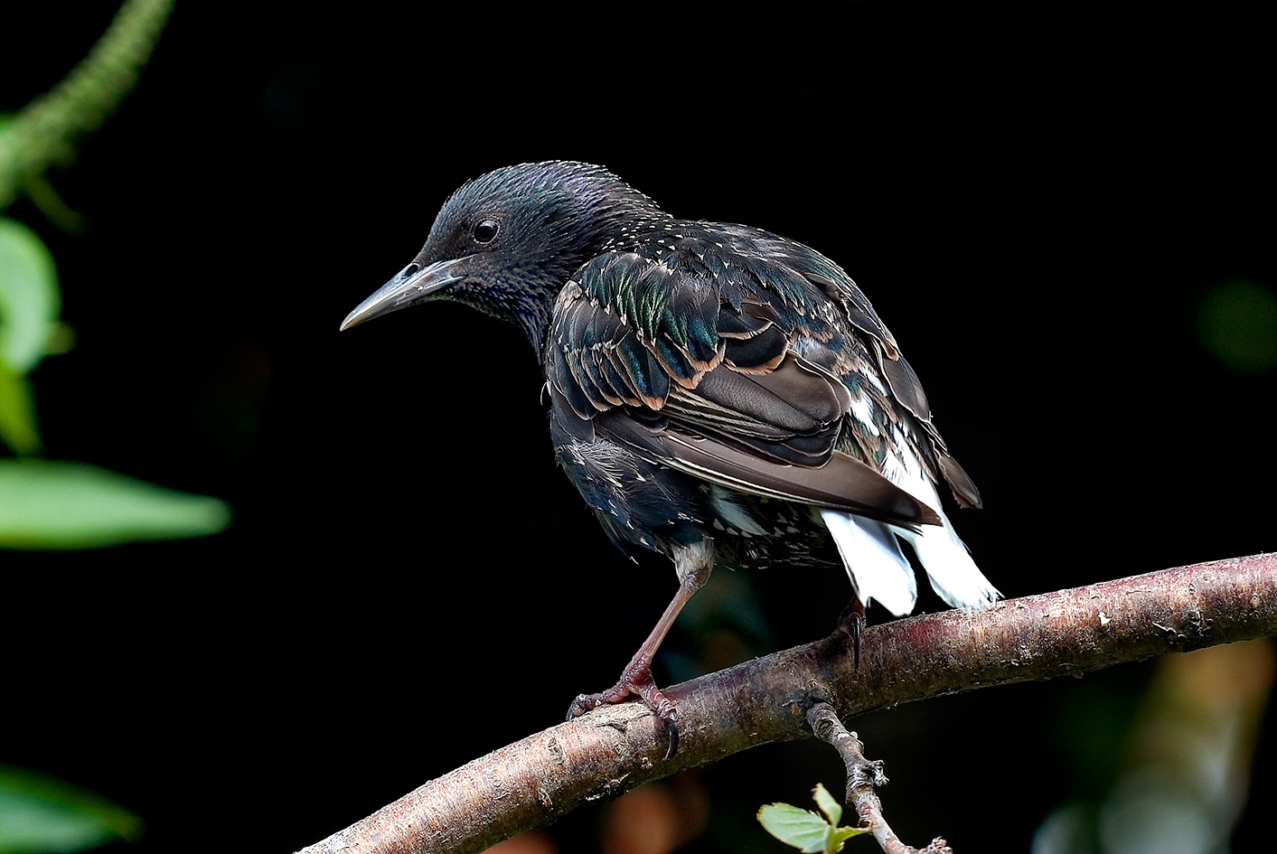 white-tailed-starling2-garden-DSC_9876-small-web-11-july-2020