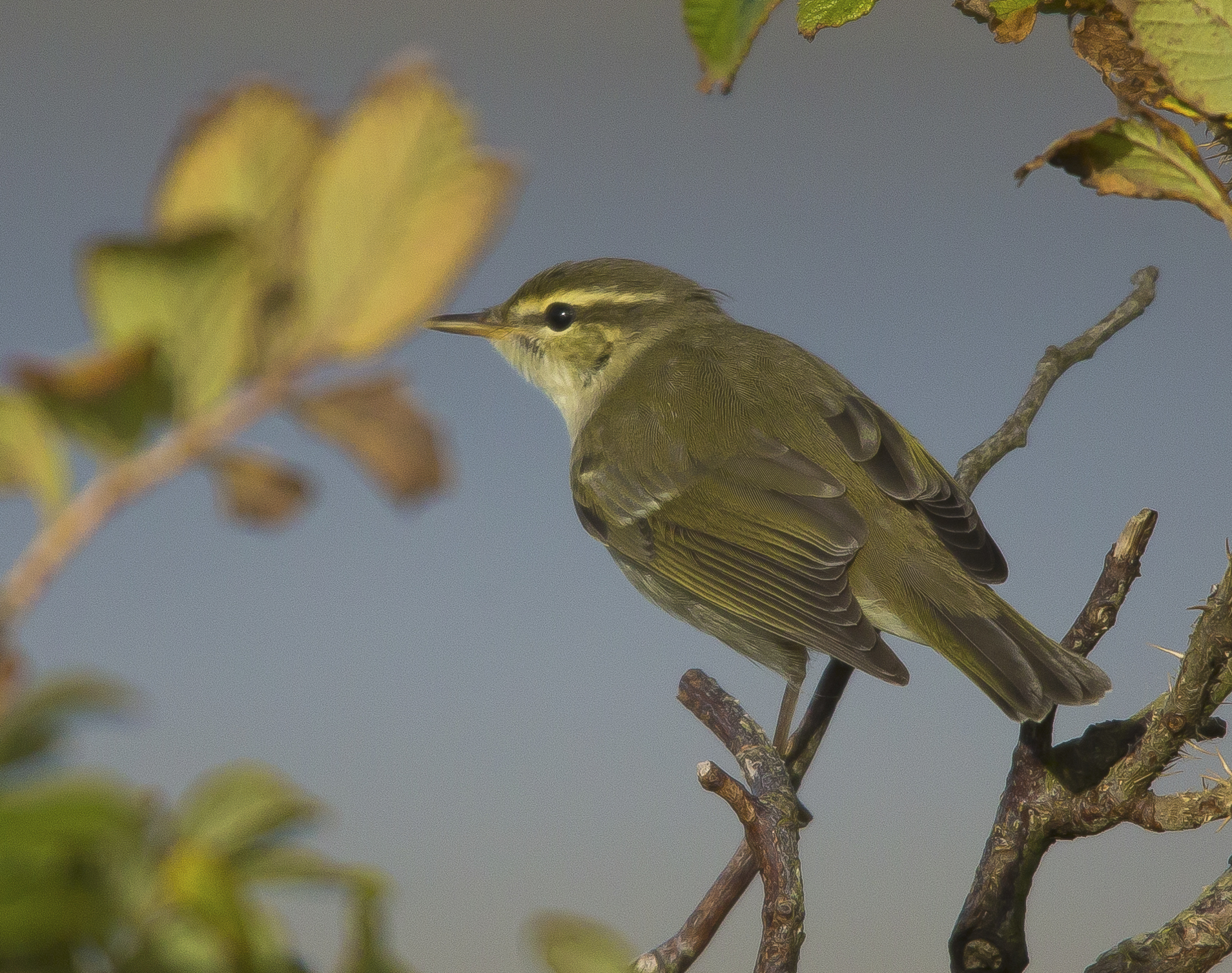 Arctic Warbler,  Shetlands, October 2020