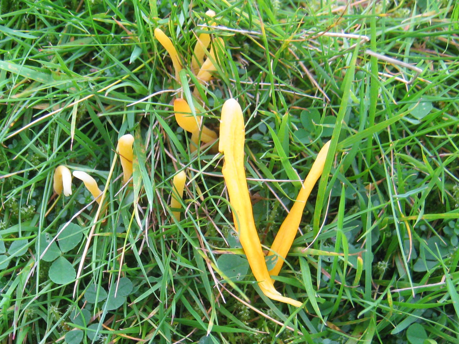 Clavulinopsis leuteo-alba, at Wortley Hall