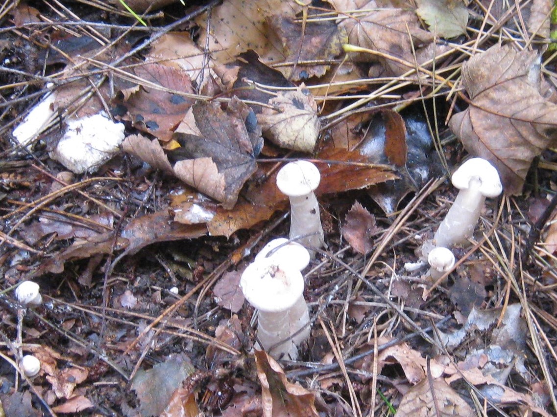 Clitocybe nebularis at Wortley Hall